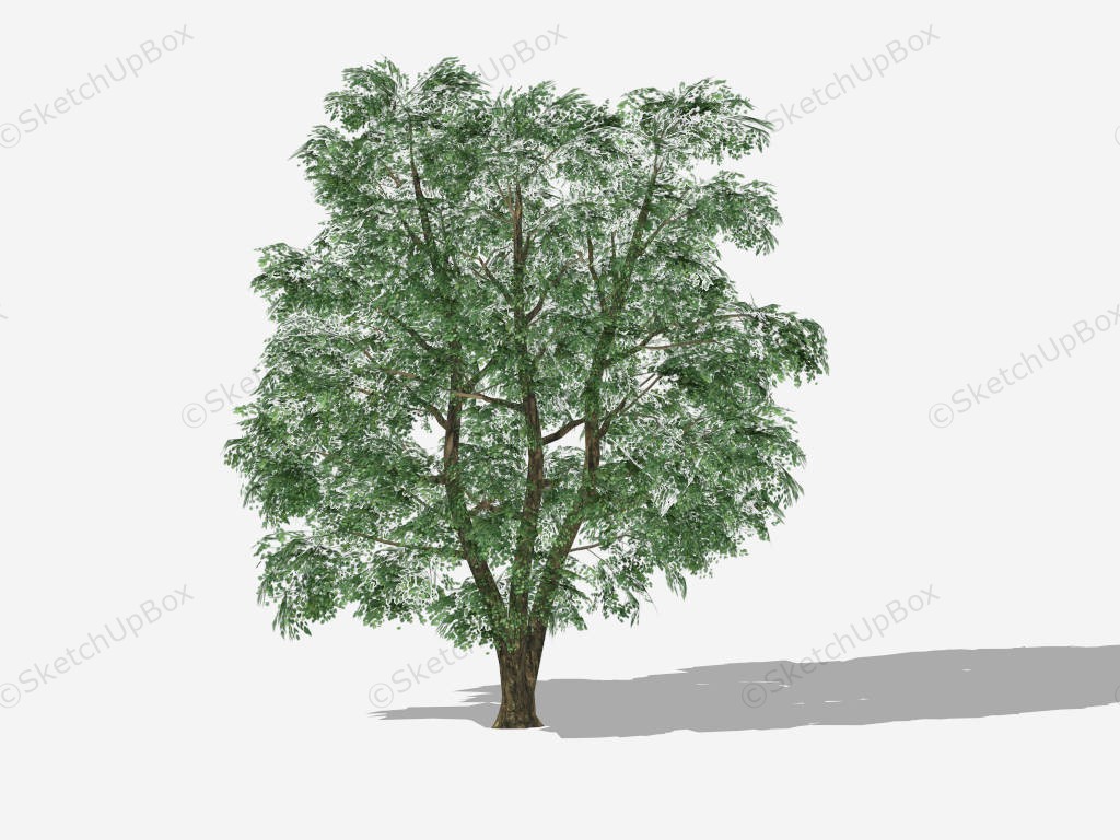 American Elm Tree sketchup model preview - SketchupBox
