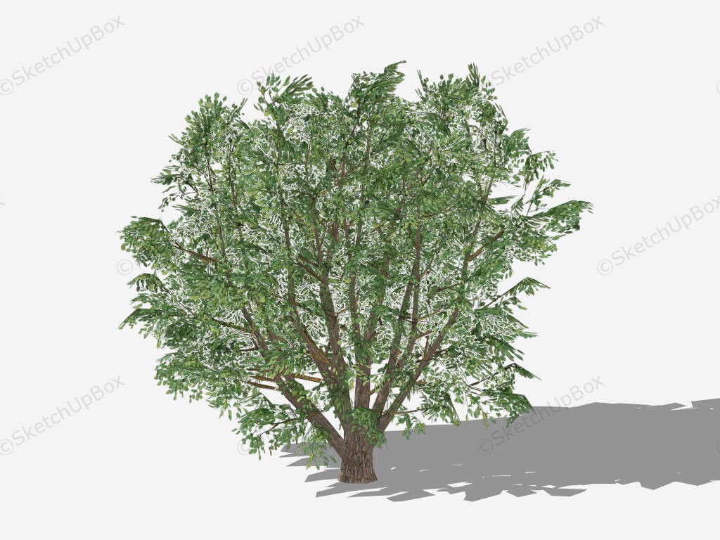 Ulmus Americana Tree sketchup model preview - SketchupBox