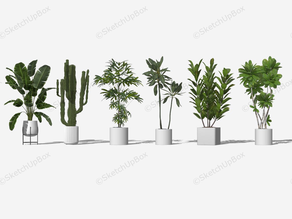 6 Large And Tall Houseplants sketchup model preview - SketchupBox