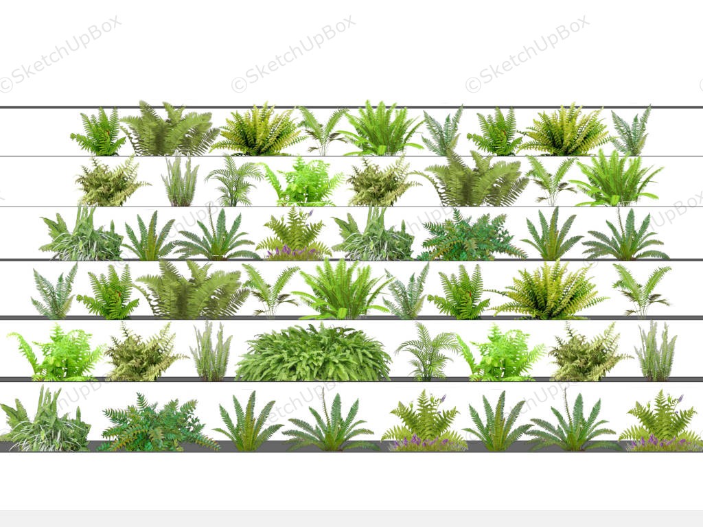 Fern Bush Plants sketchup model preview - SketchupBox
