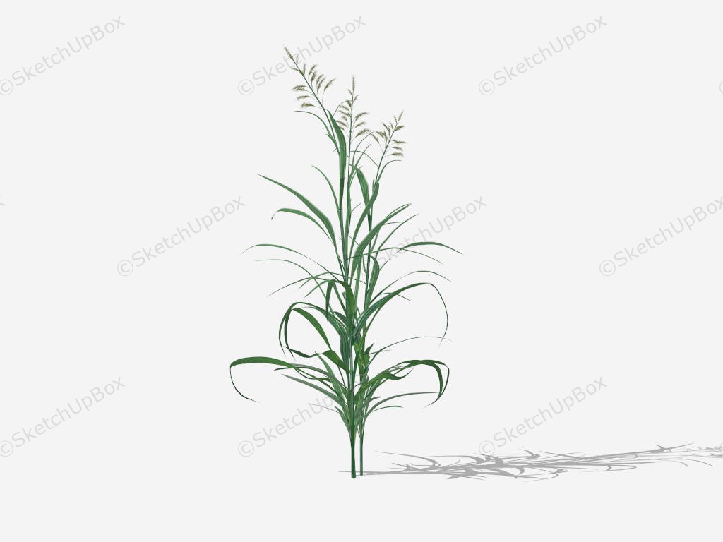 Reed Canary Grass sketchup model preview - SketchupBox