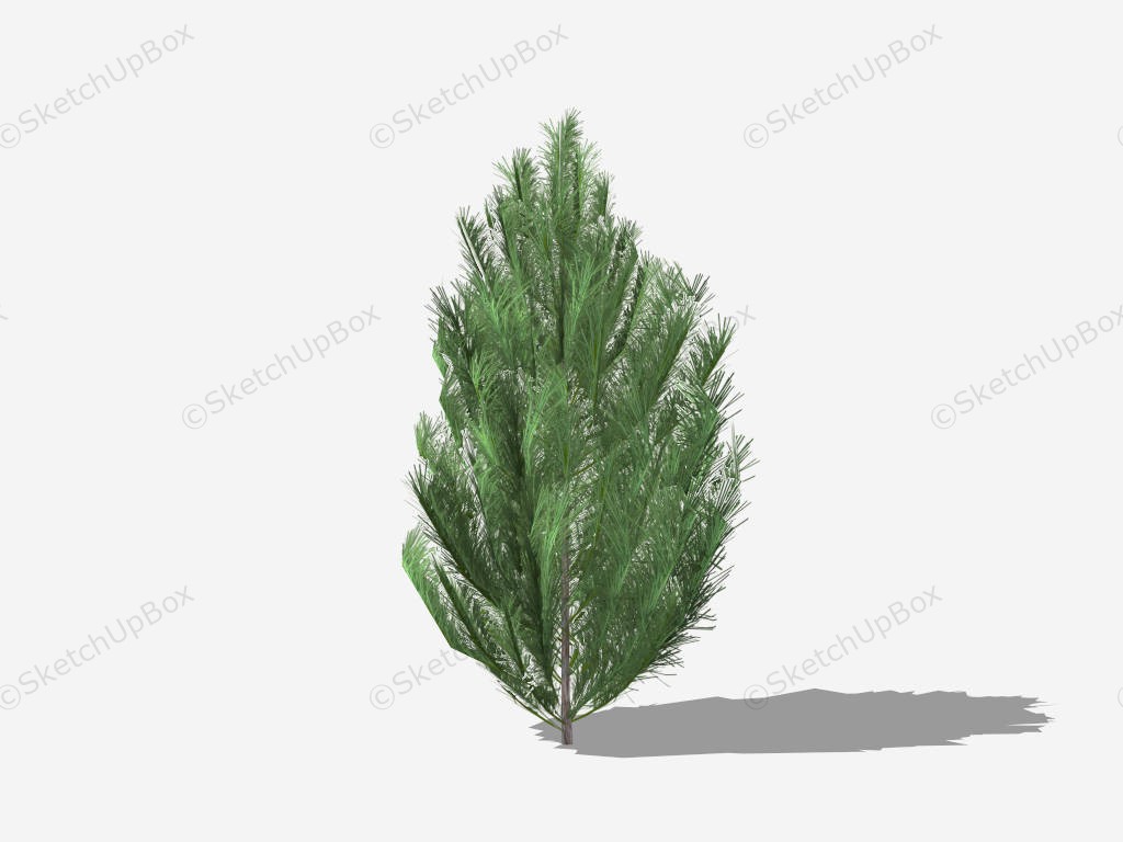 Dwarf Austrian Pine Tree sketchup model preview - SketchupBox