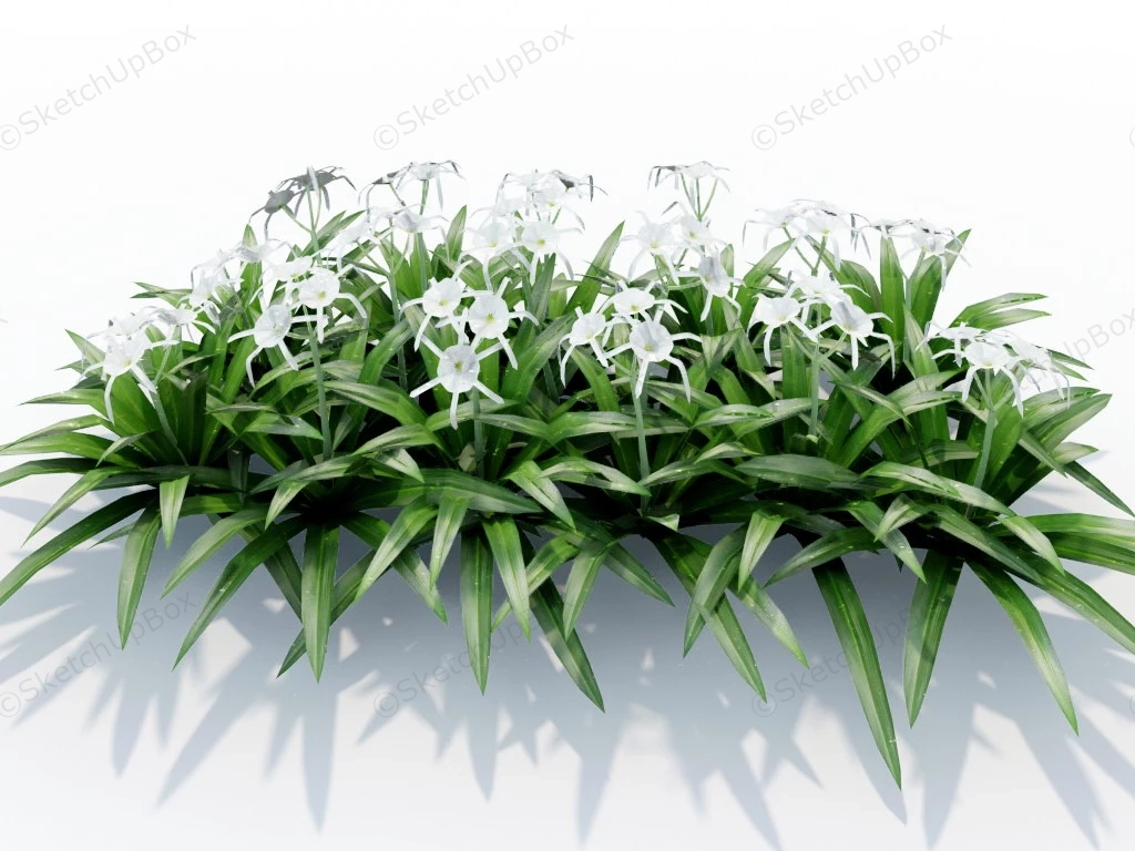 Spider Lily Plant sketchup model preview - SketchupBox