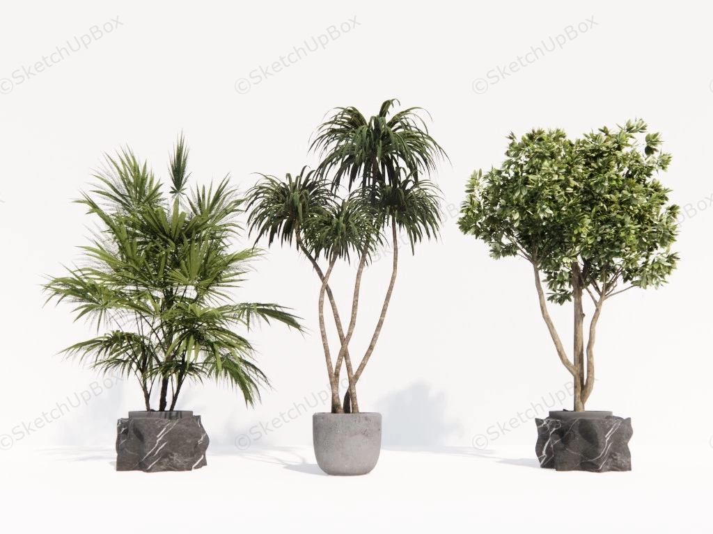 Tall Indoor Plants sketchup model preview - SketchupBox
