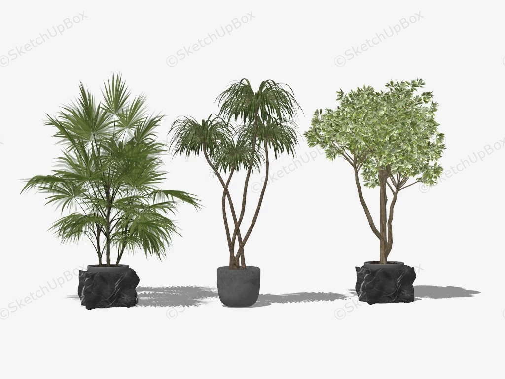 Tall Indoor Plants sketchup model preview - SketchupBox