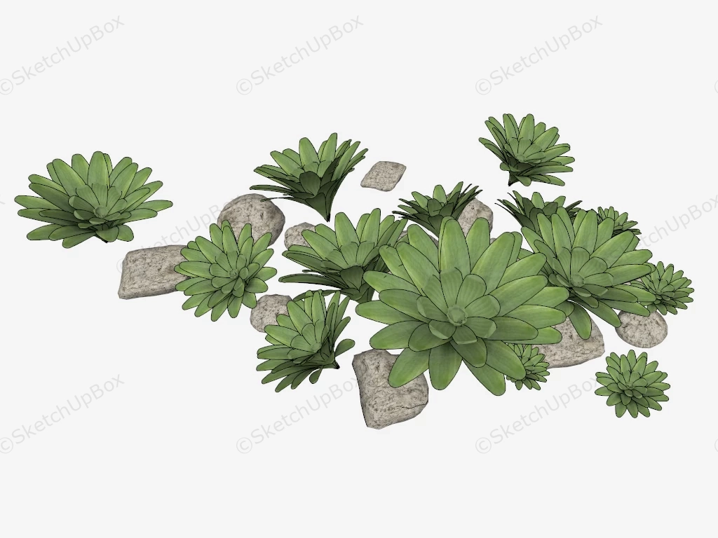 Bromeliad Garden Plant sketchup model preview - SketchupBox