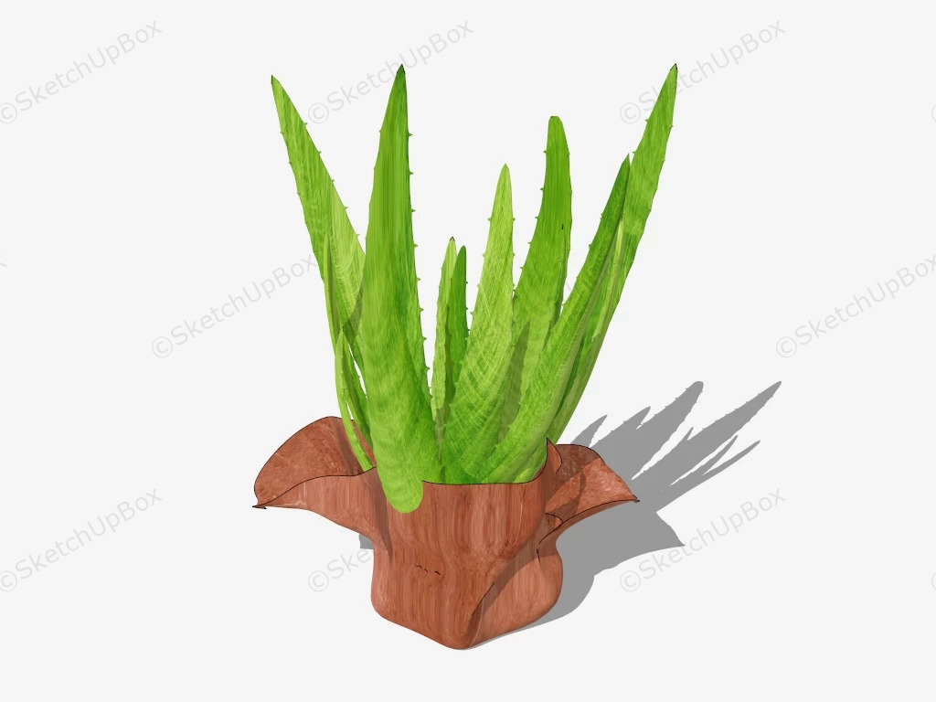 Aloe Vera Ornamental Plant sketchup model preview - SketchupBox