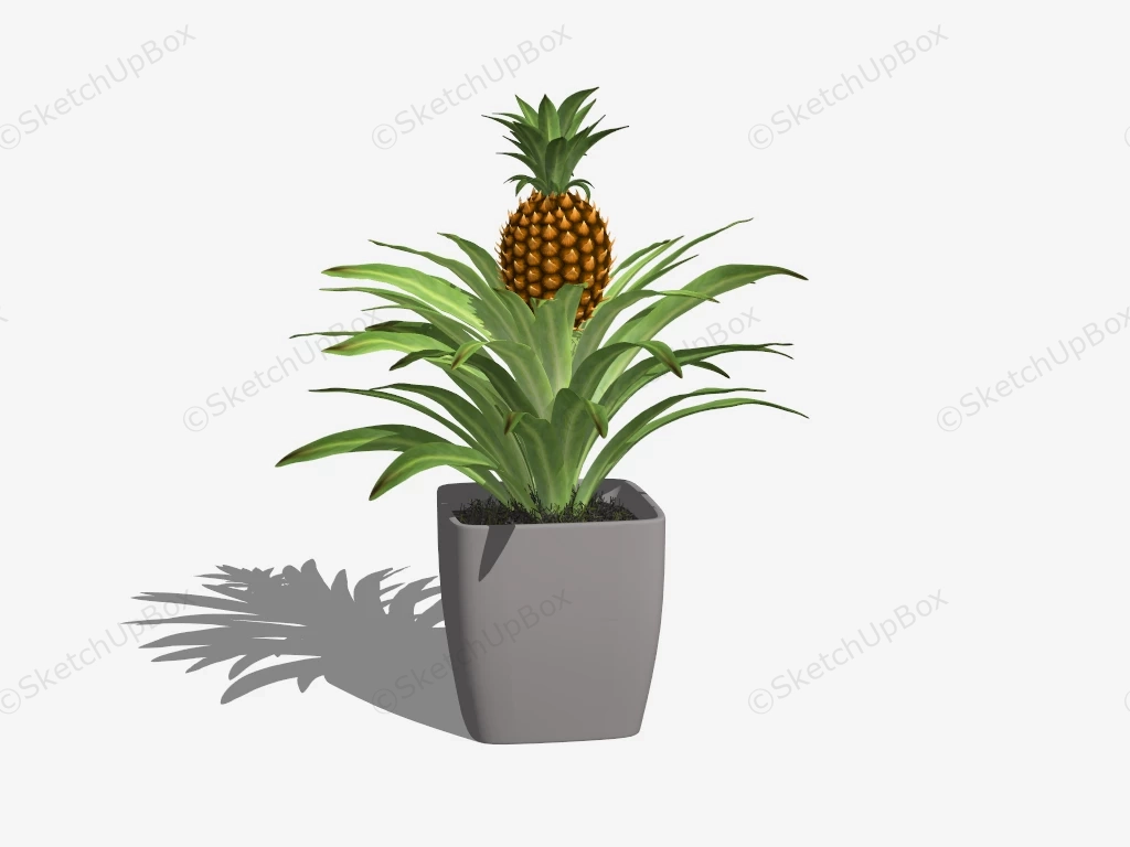 Potted Pineapple Plant sketchup model preview - SketchupBox
