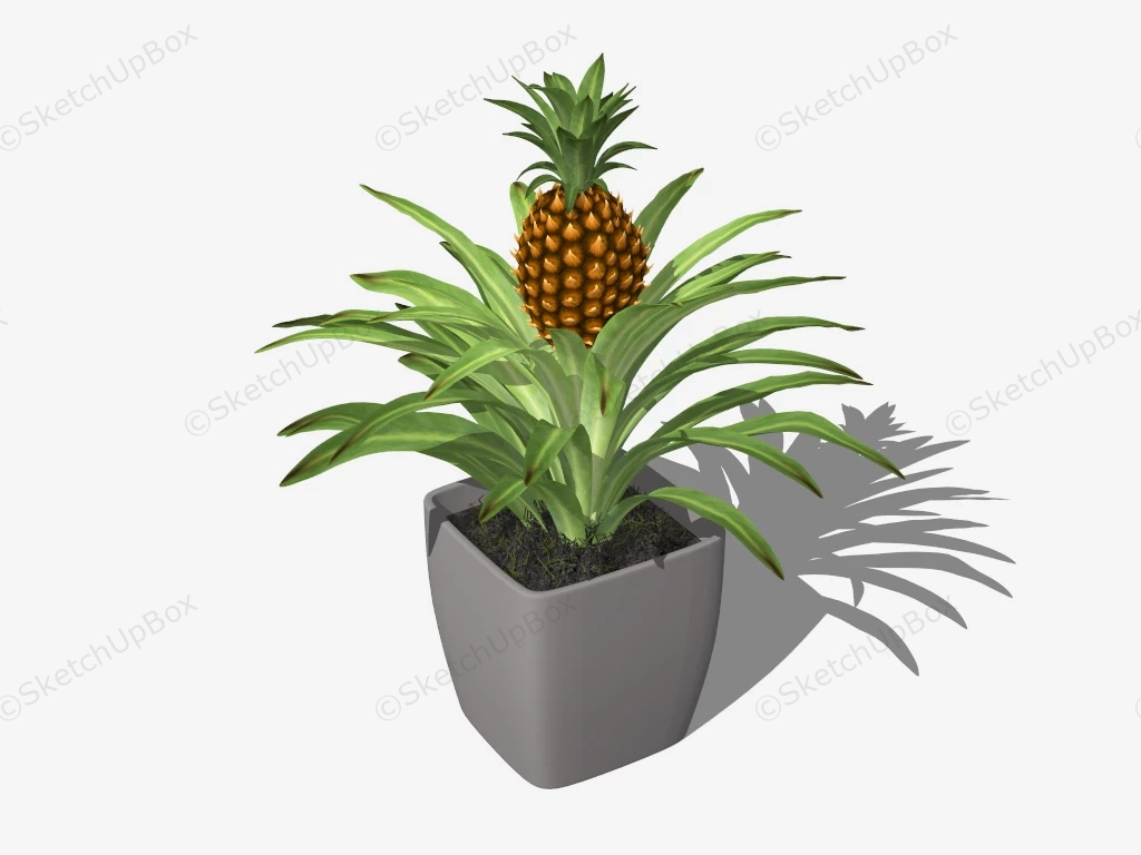 Potted Pineapple Plant sketchup model preview - SketchupBox