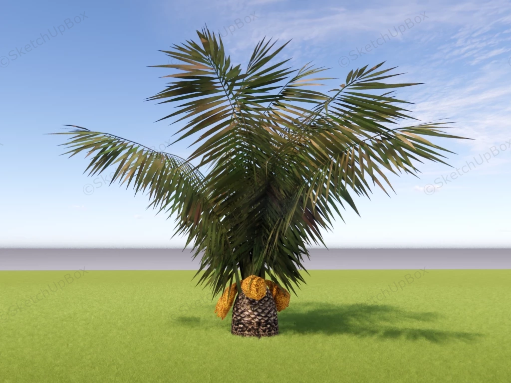 Sago Palm Tree sketchup model preview - SketchupBox