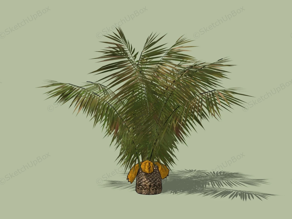 Sago Palm Tree sketchup model preview - SketchupBox