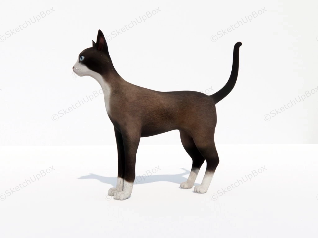 Short Haired Siamese Cat sketchup model preview - SketchupBox