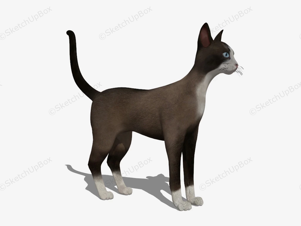 Short Haired Siamese Cat sketchup model preview - SketchupBox