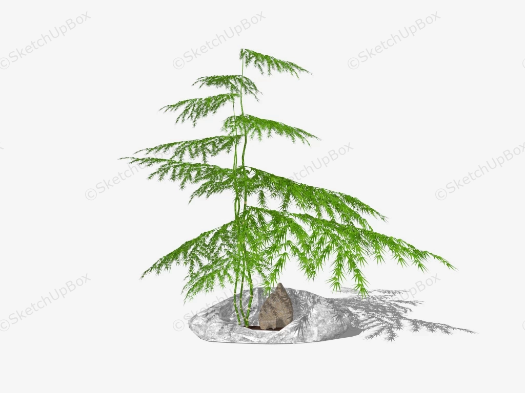 Asparagus Fern Bonsai sketchup model preview - SketchupBox