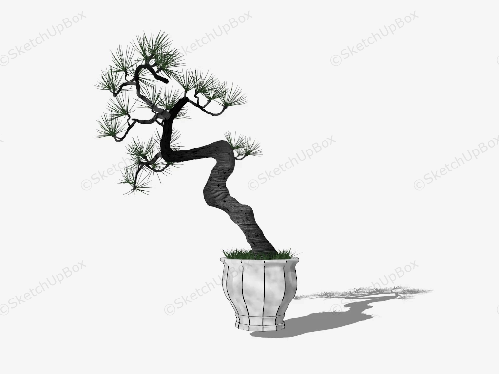 Bonsai Pine Tree sketchup model preview - SketchupBox