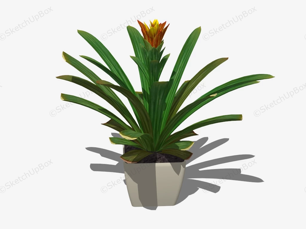 Pot Clivia Miniata sketchup model preview - SketchupBox