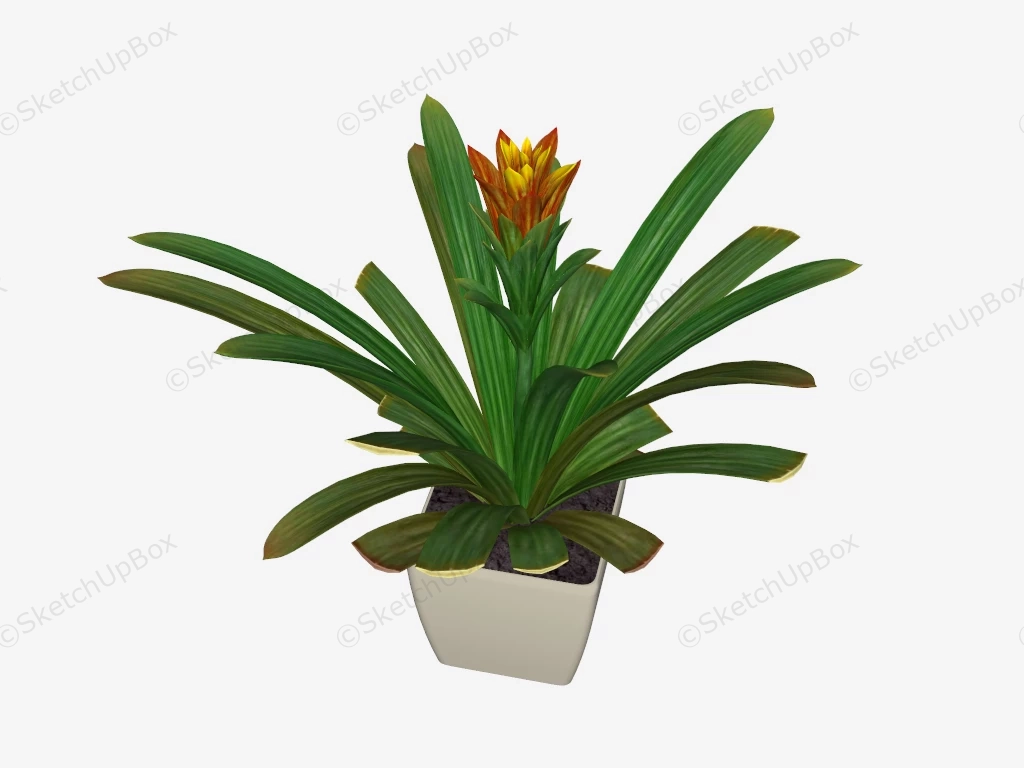 Pot Clivia Miniata sketchup model preview - SketchupBox