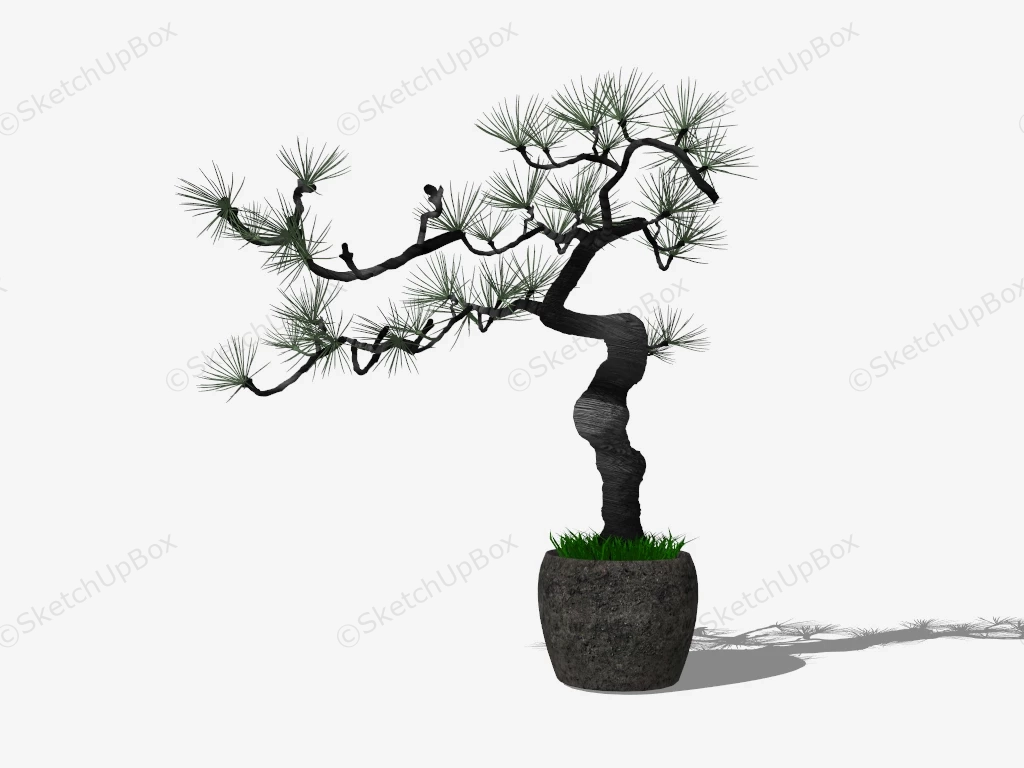 Old Pine Bonsai Tree sketchup model preview - SketchupBox