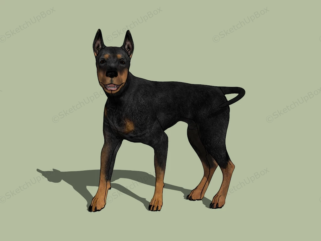 Doberman Pinscher Dog sketchup model preview - SketchupBox