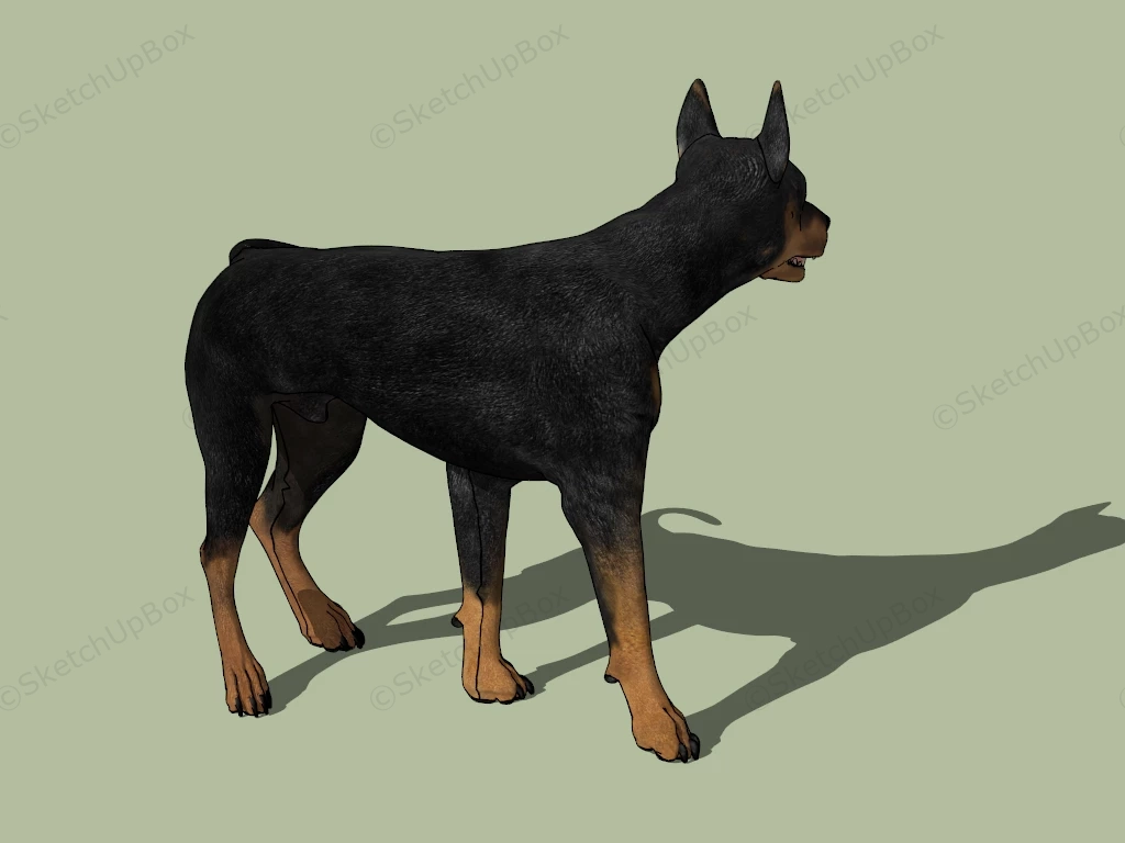 Doberman Pinscher Dog sketchup model preview - SketchupBox