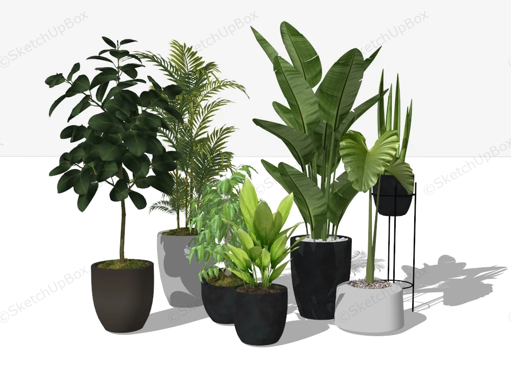 Large Houseplants sketchup model preview - SketchupBox