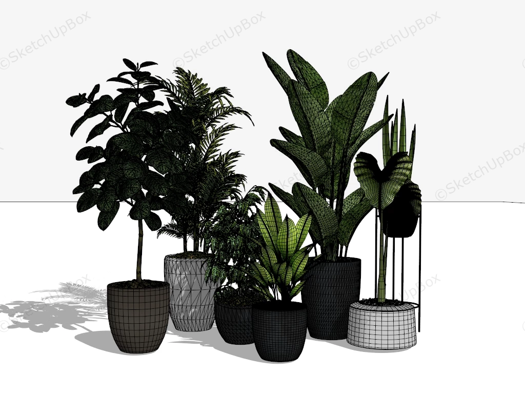 Large Houseplants sketchup model preview - SketchupBox