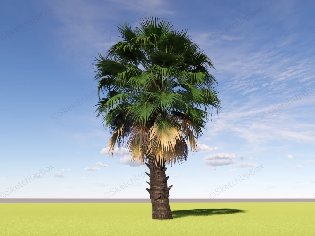 Chinese Fan Palm Tree sketchup model preview - SketchupBox