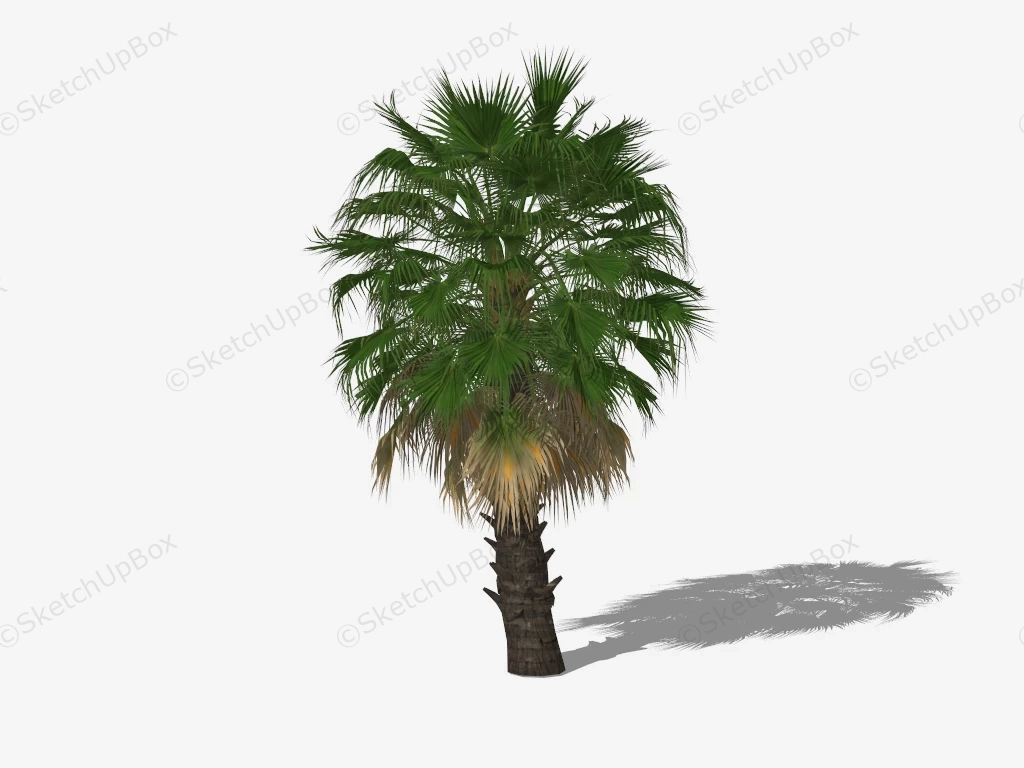 Chinese Fan Palm Tree sketchup model preview - SketchupBox