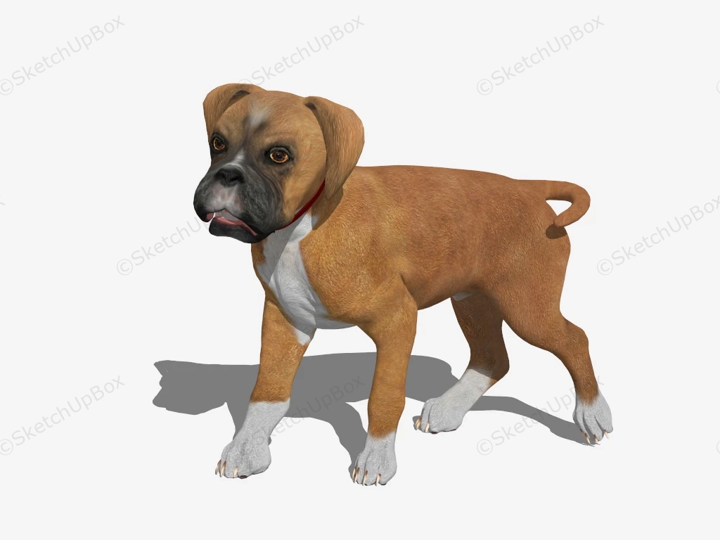 Boxer Dog Puppy sketchup model preview - SketchupBox