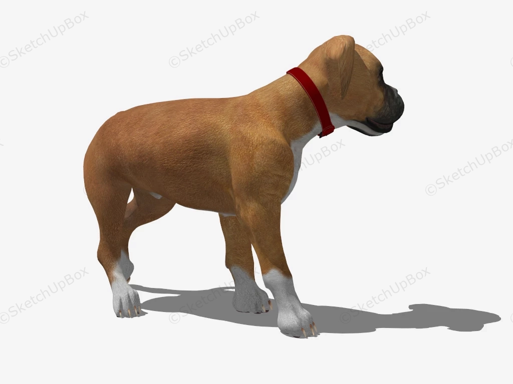 Boxer Dog Puppy sketchup model preview - SketchupBox