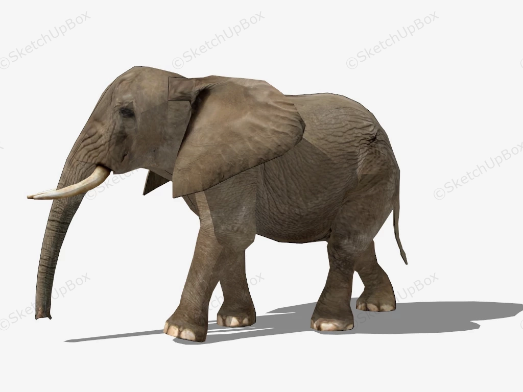 Asian Elephant sketchup model preview - SketchupBox