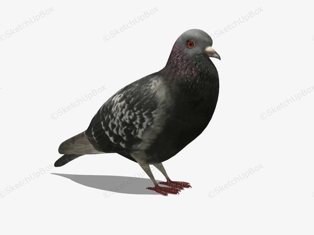 Rock Pigeon sketchup model preview - SketchupBox