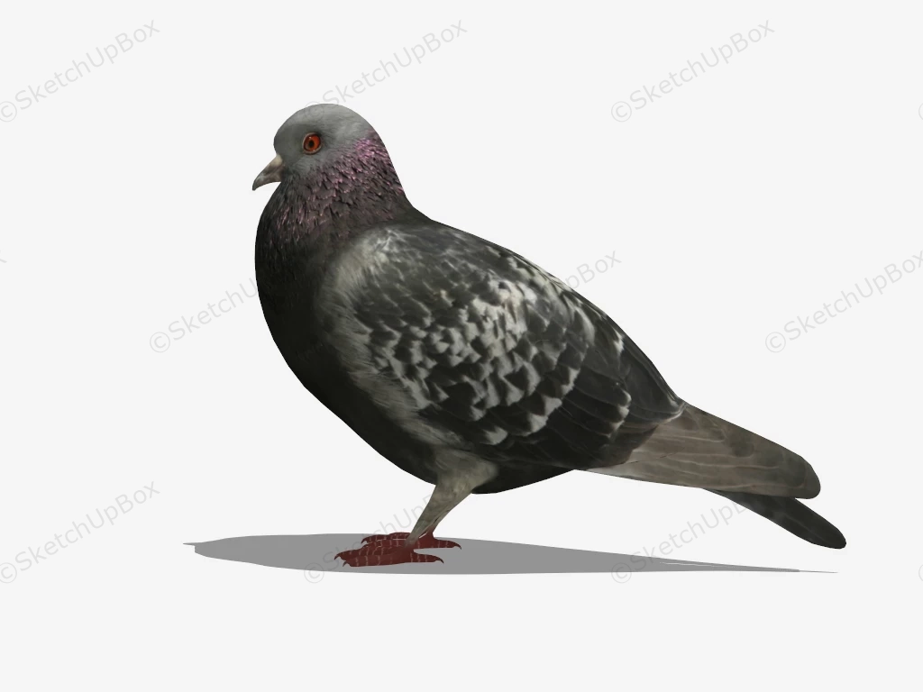 Rock Pigeon sketchup model preview - SketchupBox