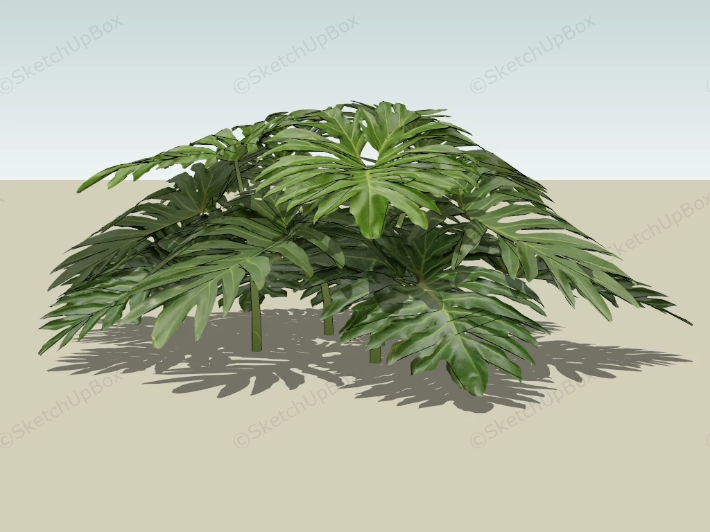 Split Leaf Philodendron sketchup model preview - SketchupBox