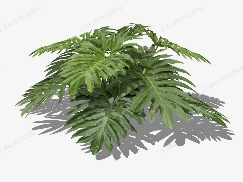 Split Leaf Philodendron sketchup model preview - SketchupBox