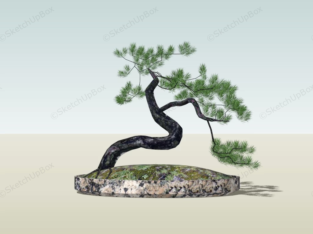 Eastern White Pine Bonsai Tree sketchup model preview - SketchupBox