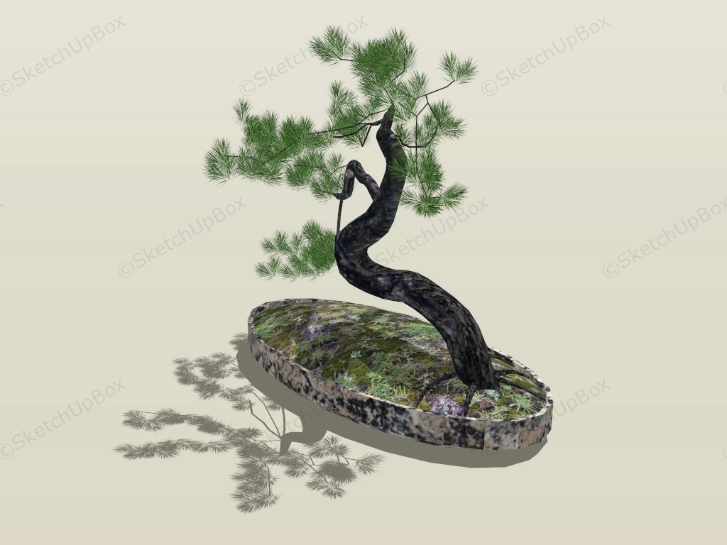 Eastern White Pine Bonsai Tree sketchup model preview - SketchupBox