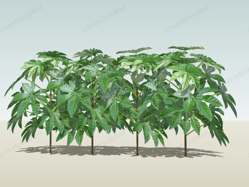 Fatsia Japonica Plant sketchup model preview - SketchupBox