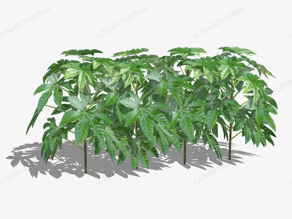 Fatsia Japonica Plant sketchup model preview - SketchupBox