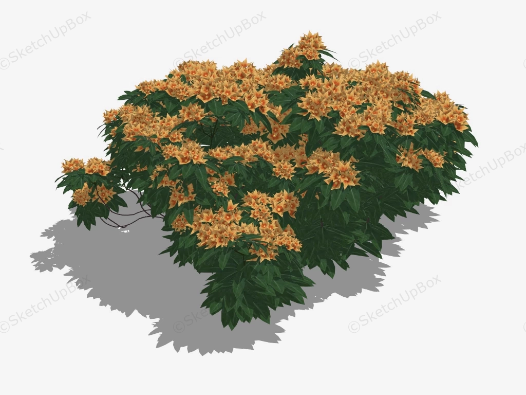 Yellow Ixora Plant sketchup model preview - SketchupBox