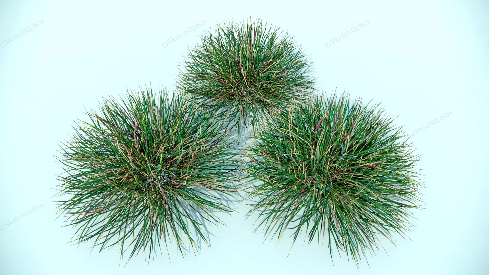 Ornamental Grasses sketchup model preview - SketchupBox