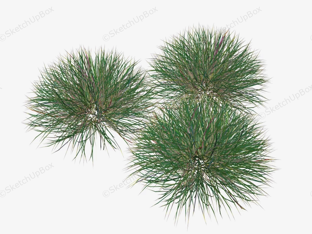 Ornamental Grasses sketchup model preview - SketchupBox