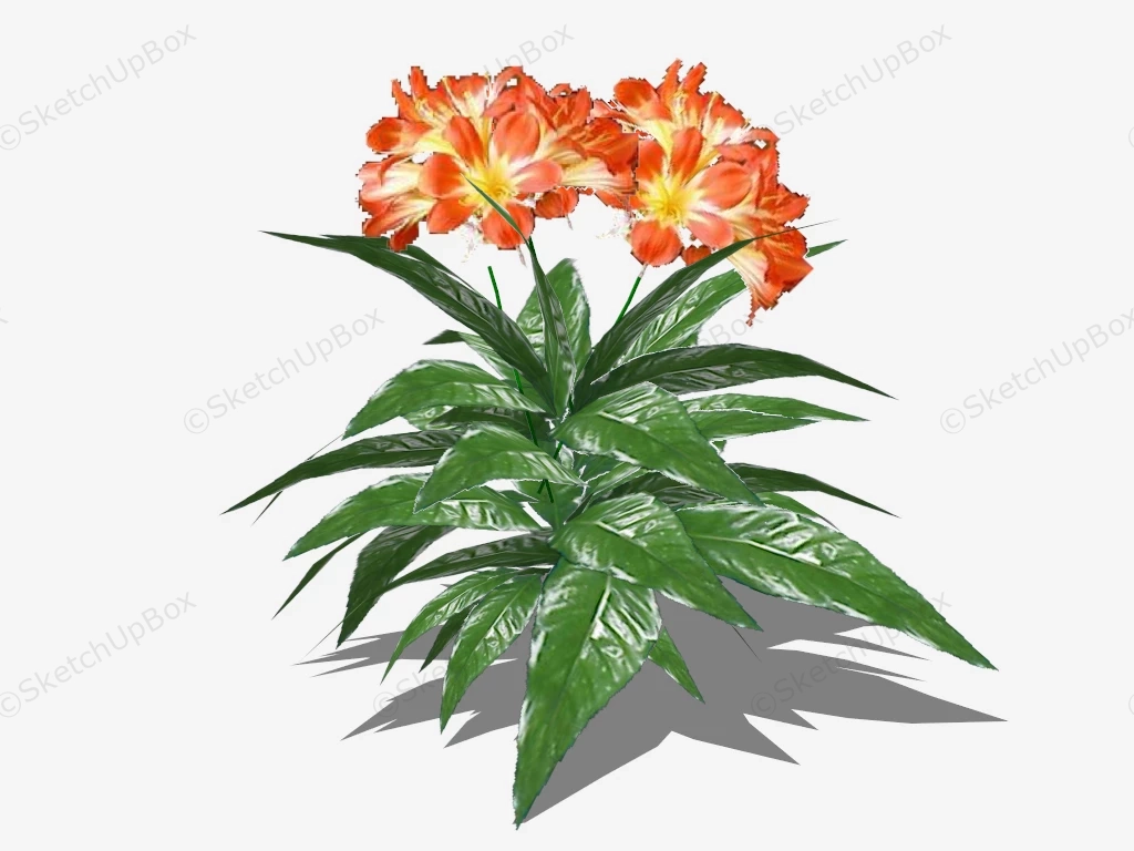 Orange Clivia Flowering Plant sketchup model preview - SketchupBox