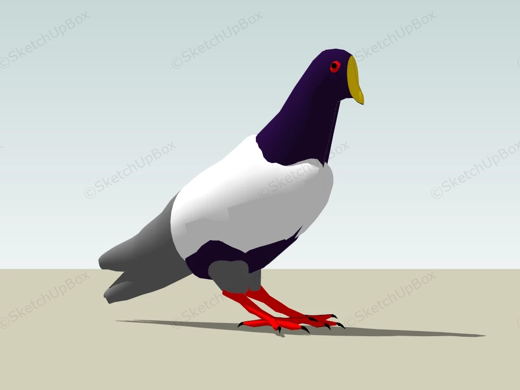 Rock Dove Bird sketchup model preview - SketchupBox