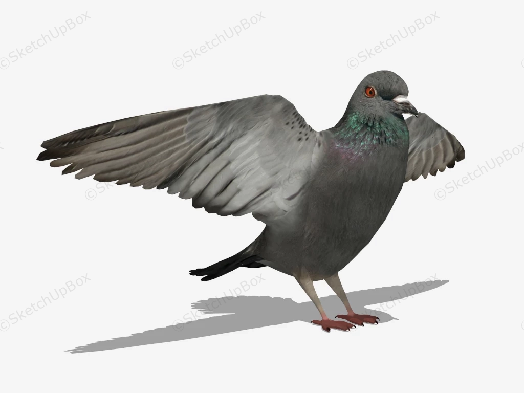 Rock Pigeon sketchup model preview - SketchupBox