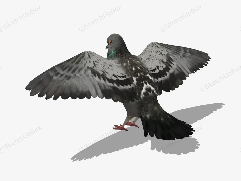 Rock Pigeon sketchup model preview - SketchupBox