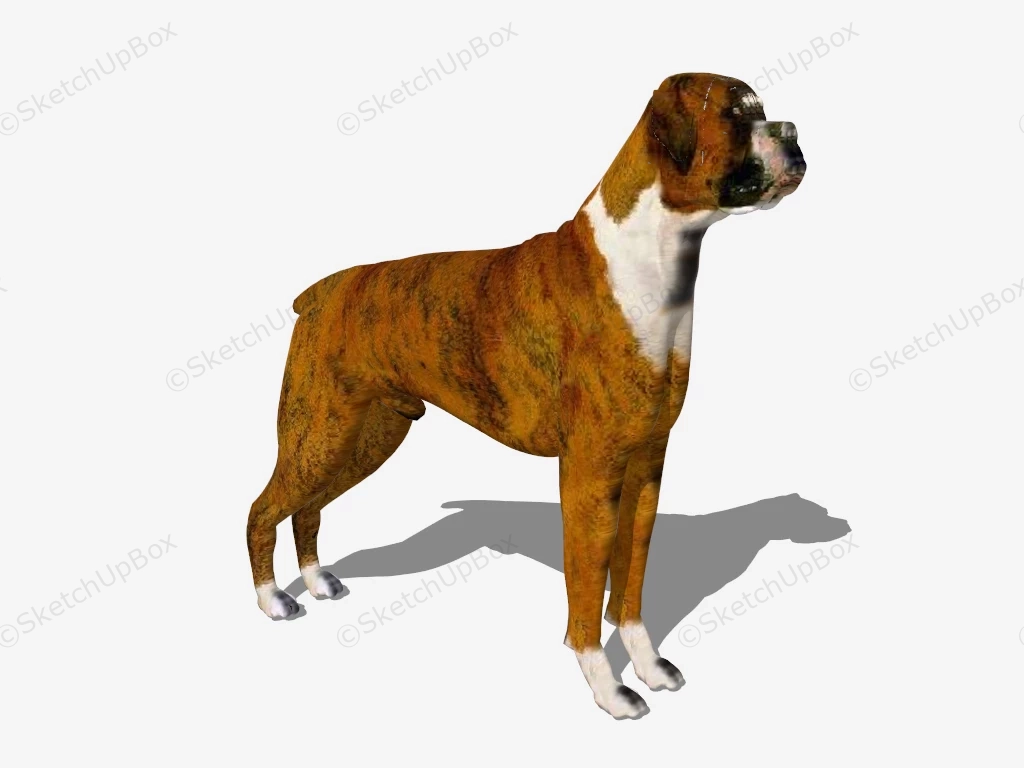 Brown Boxer Dog sketchup model preview - SketchupBox