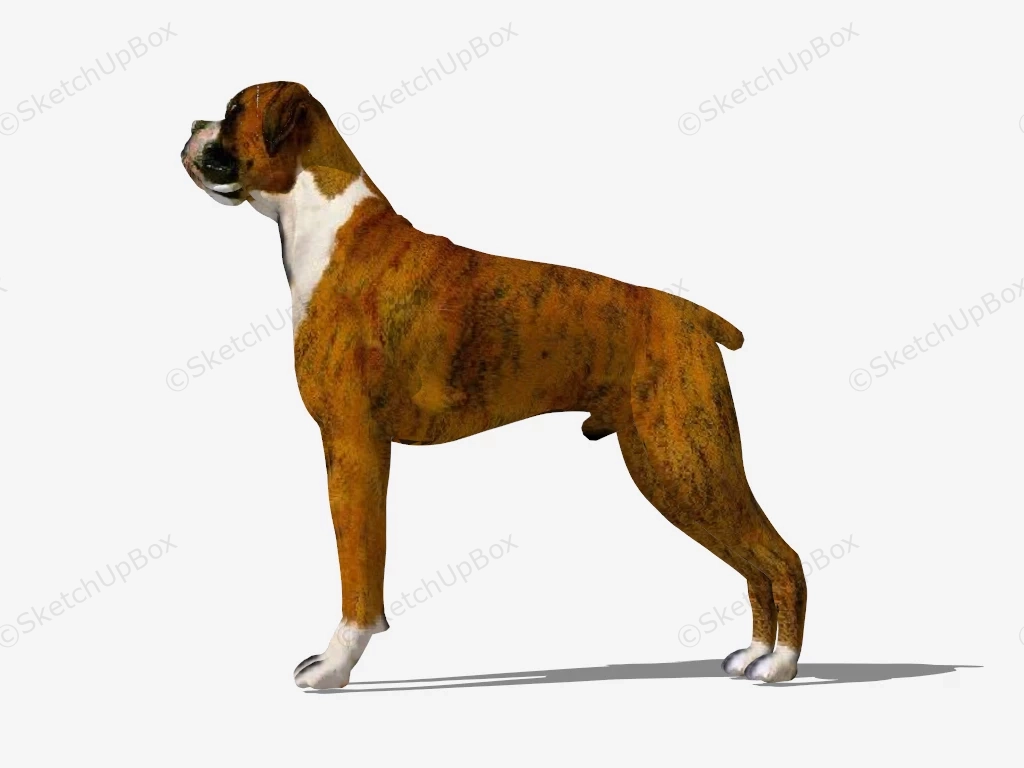 Brown Boxer Dog sketchup model preview - SketchupBox