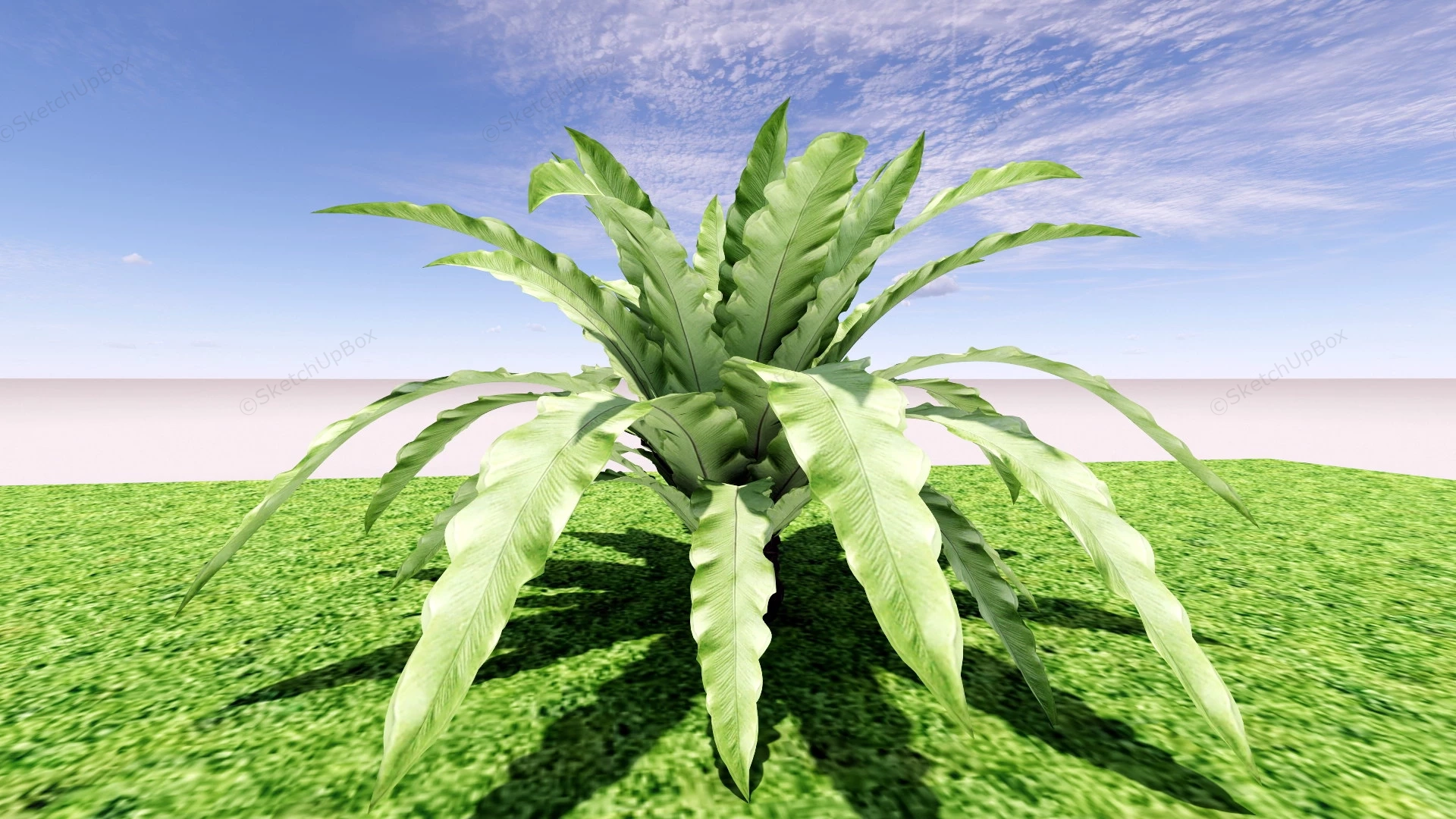 Bird's Nest Ferns sketchup model preview - SketchupBox