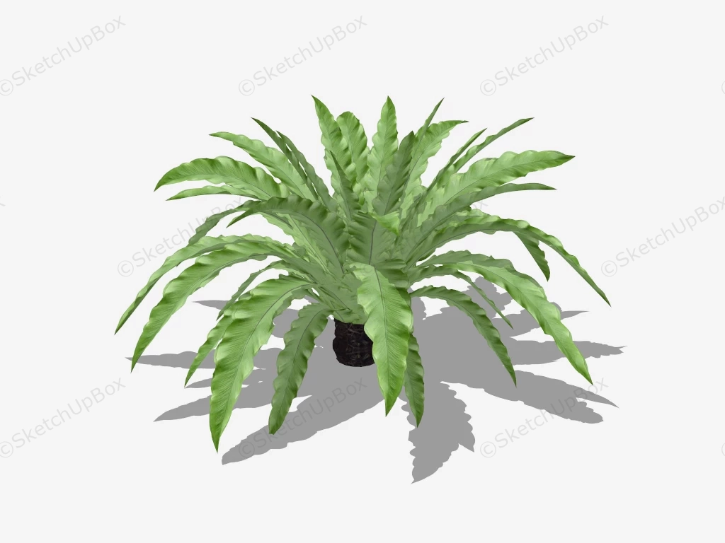 Bird's Nest Ferns sketchup model preview - SketchupBox